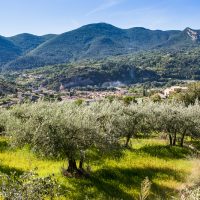 Visitez un moulin ou un domaine oléicole durant la récolte des olives
