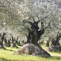 Le sentier des oliviers de Nyons