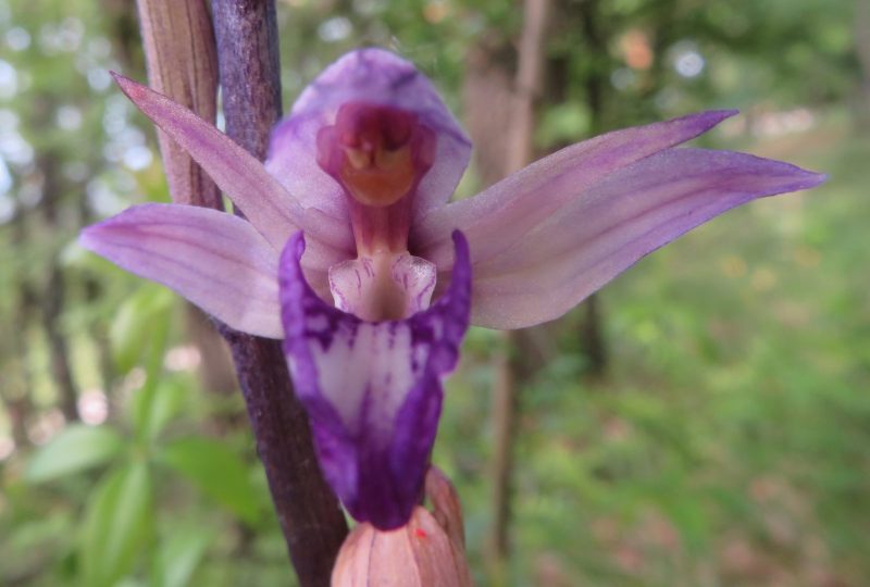 Les orchidées printanières à Dieulefit - 0
