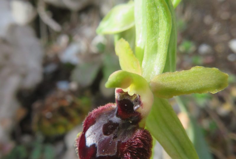 Les orchidées printanières à Dieulefit - 3