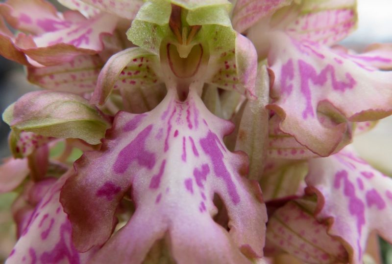 Les orchidées printanières à Dieulefit - 4