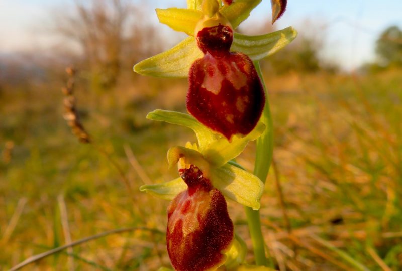 Les orchidées printanières à Dieulefit - 5