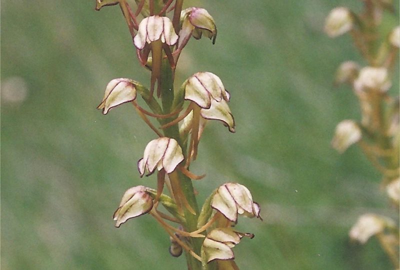 Les orchidées printanières à Dieulefit - 6