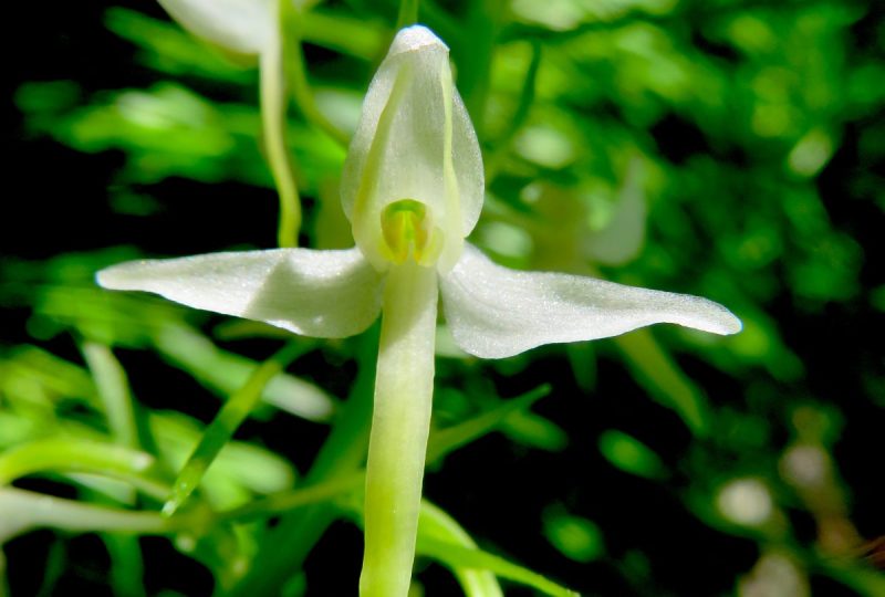 Les orchidées printanières à Dieulefit - 8