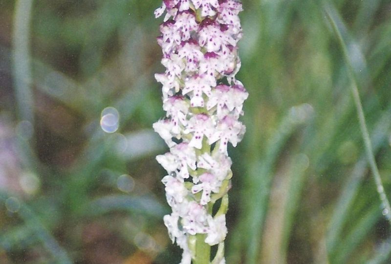 Les orchidées printanières à Dieulefit - 9