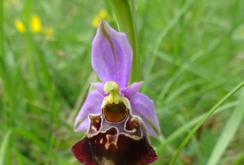 Les orchidées printanières à Dieulefit - 10