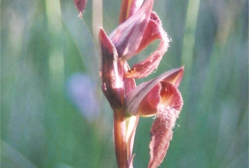 Les orchidées printanières à Dieulefit - 11