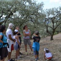Rando apéro dans les oliveraies du Nyonsais