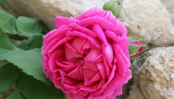 Grignan – Pierres et roses anciennes